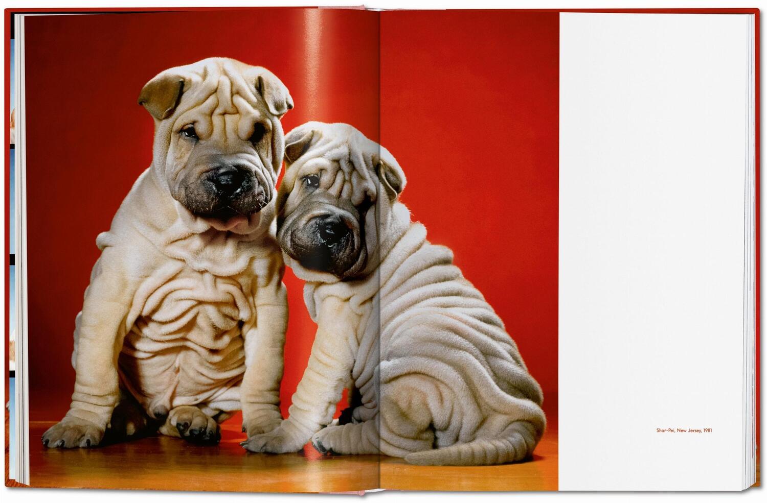 Bild: 9783836584296 | Walter Chandoha. Dogs. Photographs 1941-1991 | Reuel Golden | Buch