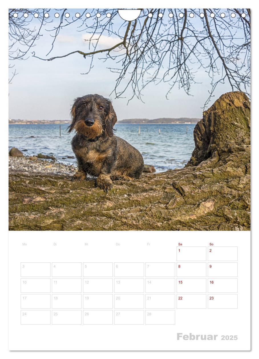 Bild: 9783435983650 | Der Dackel (M)ein treuer Weggefährte (Wandkalender 2025 DIN A4...