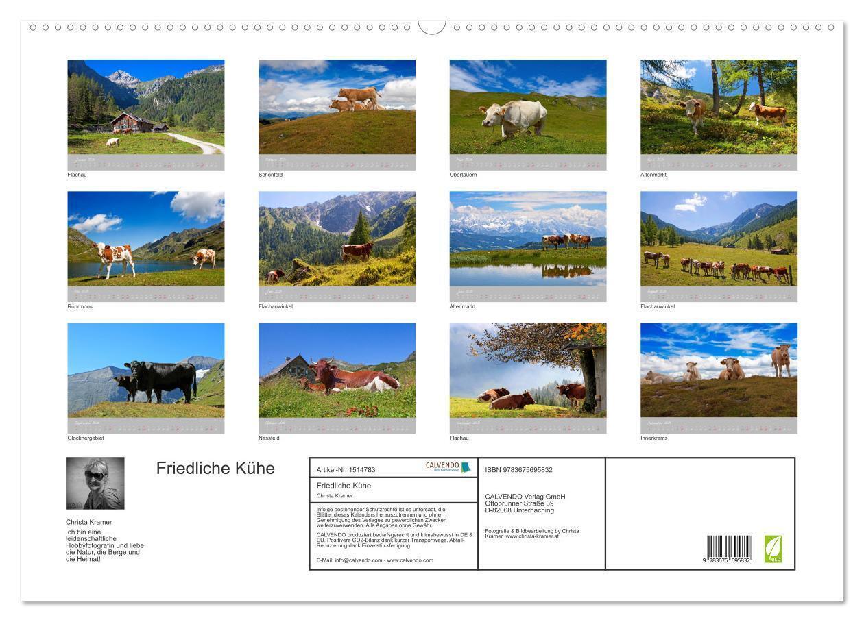 Bild: 9783675695832 | Friedliche Kühe (Wandkalender 2024 DIN A2 quer), CALVENDO...