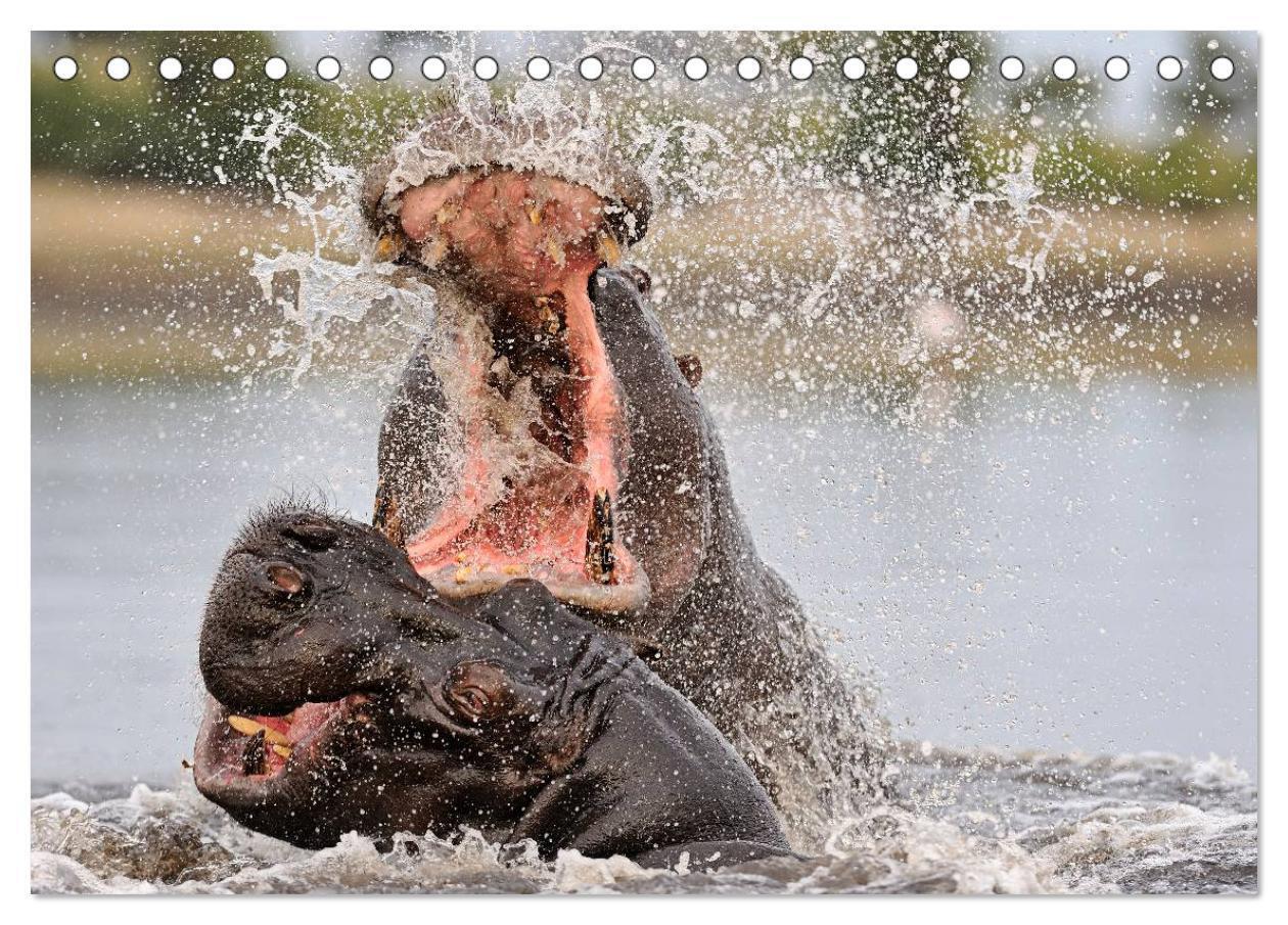 Bild: 9783435762026 | Flusspferde Magie des Augenblicks - Hippos in Afrika (Tischkalender...