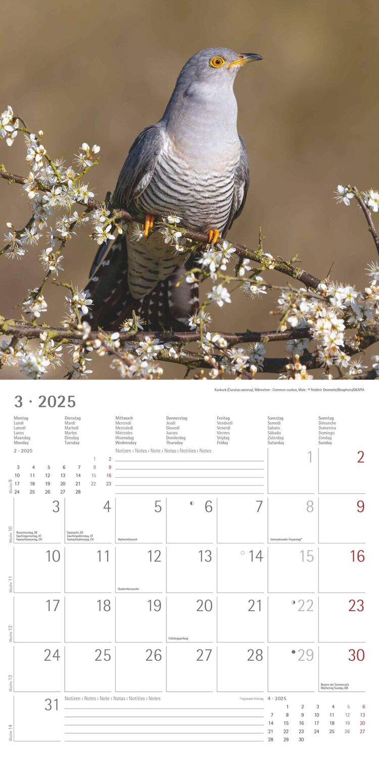 Bild: 4251732340728 | Vögel 2025 - Broschürenkalender 30x30 cm (30x60 geöffnet) -...