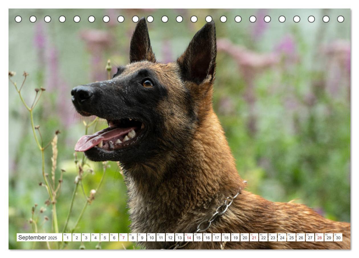 Bild: 9783435144457 | Malinois - belgischer Schäferhund (Tischkalender 2025 DIN A5 quer),...