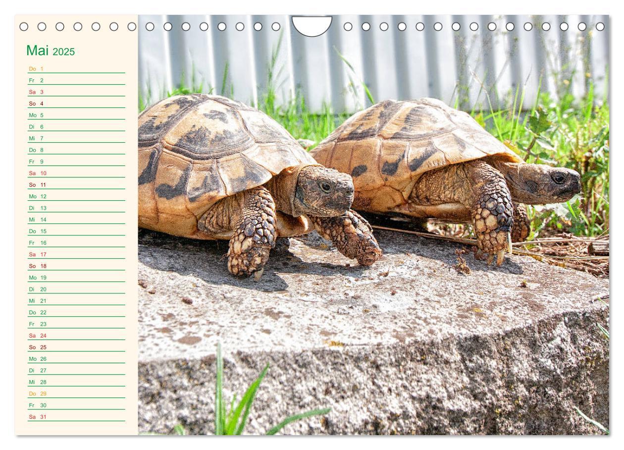 Bild: 9783435131983 | Meine Schildkröten - Geburtstagskalender (Wandkalender 2025 DIN A4...