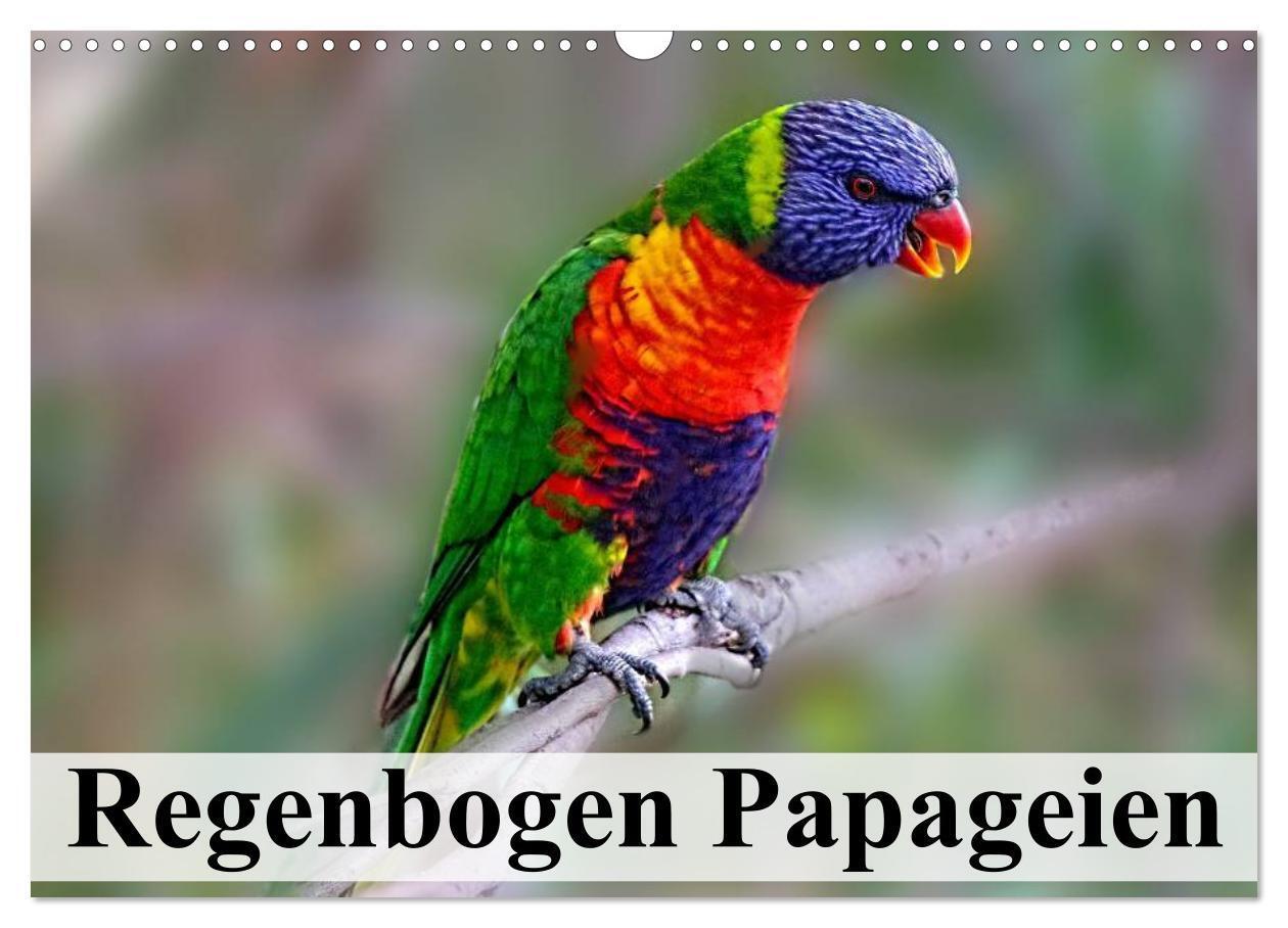 Cover: 9783383390142 | Regenbogen Papageien (Wandkalender 2024 DIN A3 quer), CALVENDO...