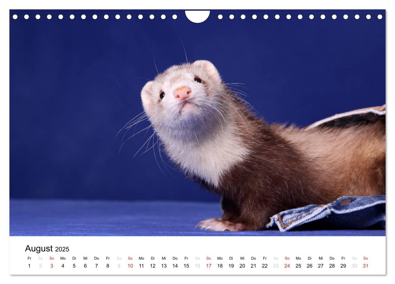 Bild: 9783435840083 | Frettchen - Ferrets (Wandkalender 2025 DIN A4 quer), CALVENDO...