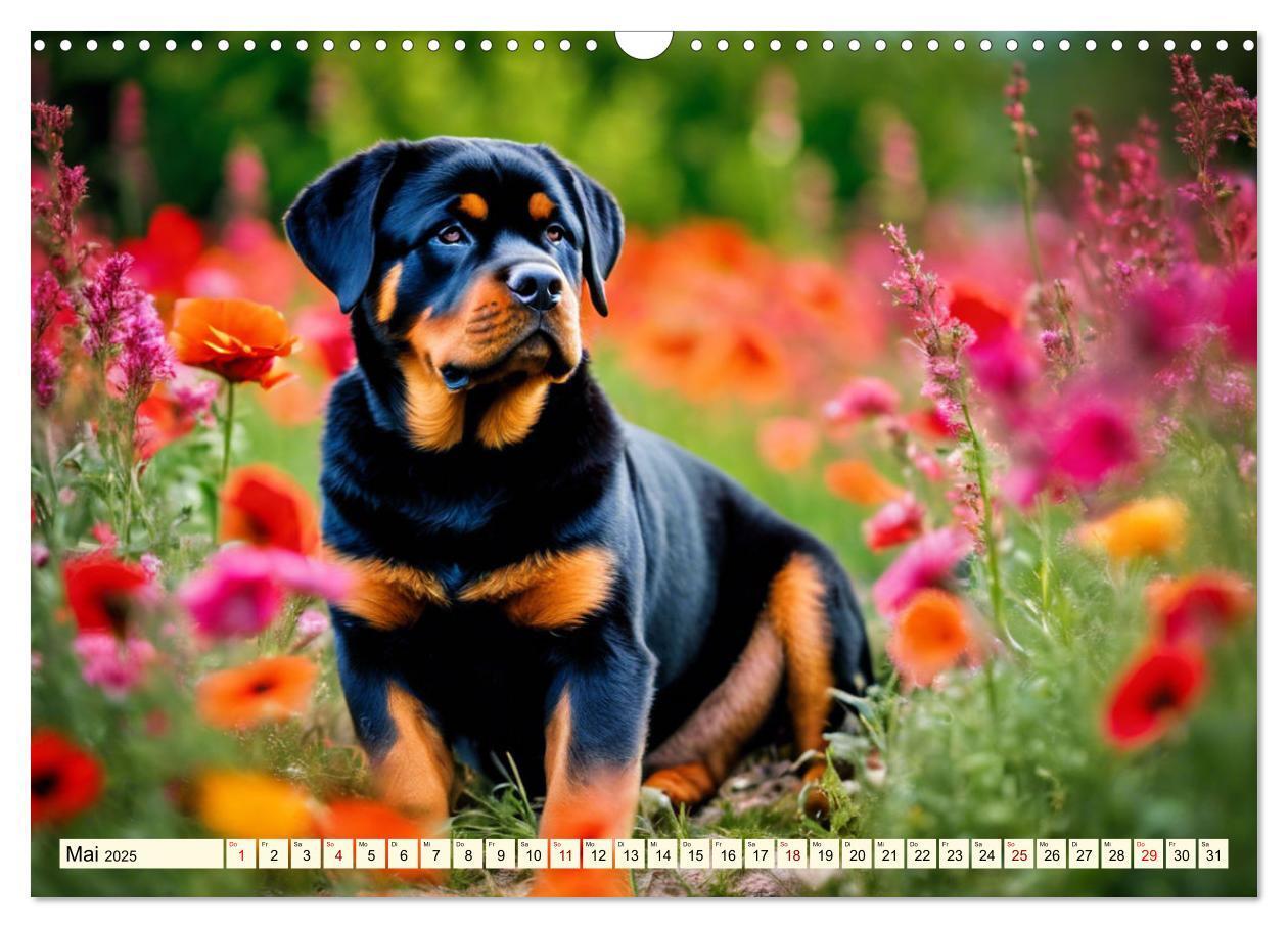 Bild: 9783457128688 | Rottweiler - die Beschützer (Wandkalender 2025 DIN A3 quer),...