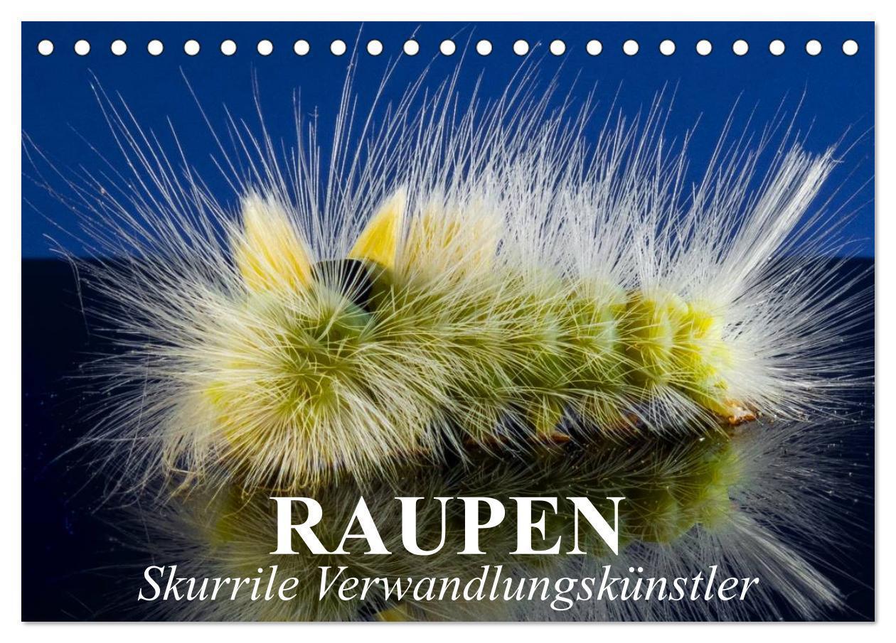 Cover: 9783383436734 | Raupen - Skurrile Verwandlungskünstler (Tischkalender 2024 DIN A5...