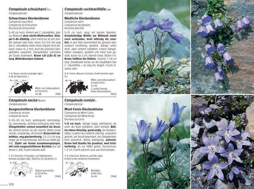 Bild: 9783258083490 | Flora Helvetica - Illustrierte Flora der Schweiz | Lauber (u. a.)