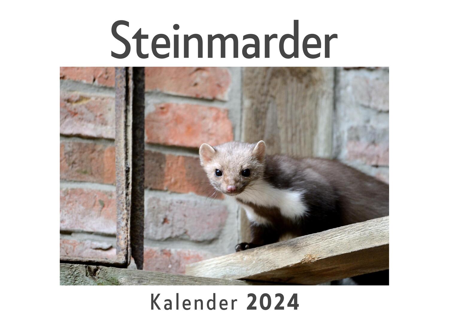 Cover: 9783750543294 | Steinmarder (Wandkalender 2024, Kalender DIN A4 quer,...