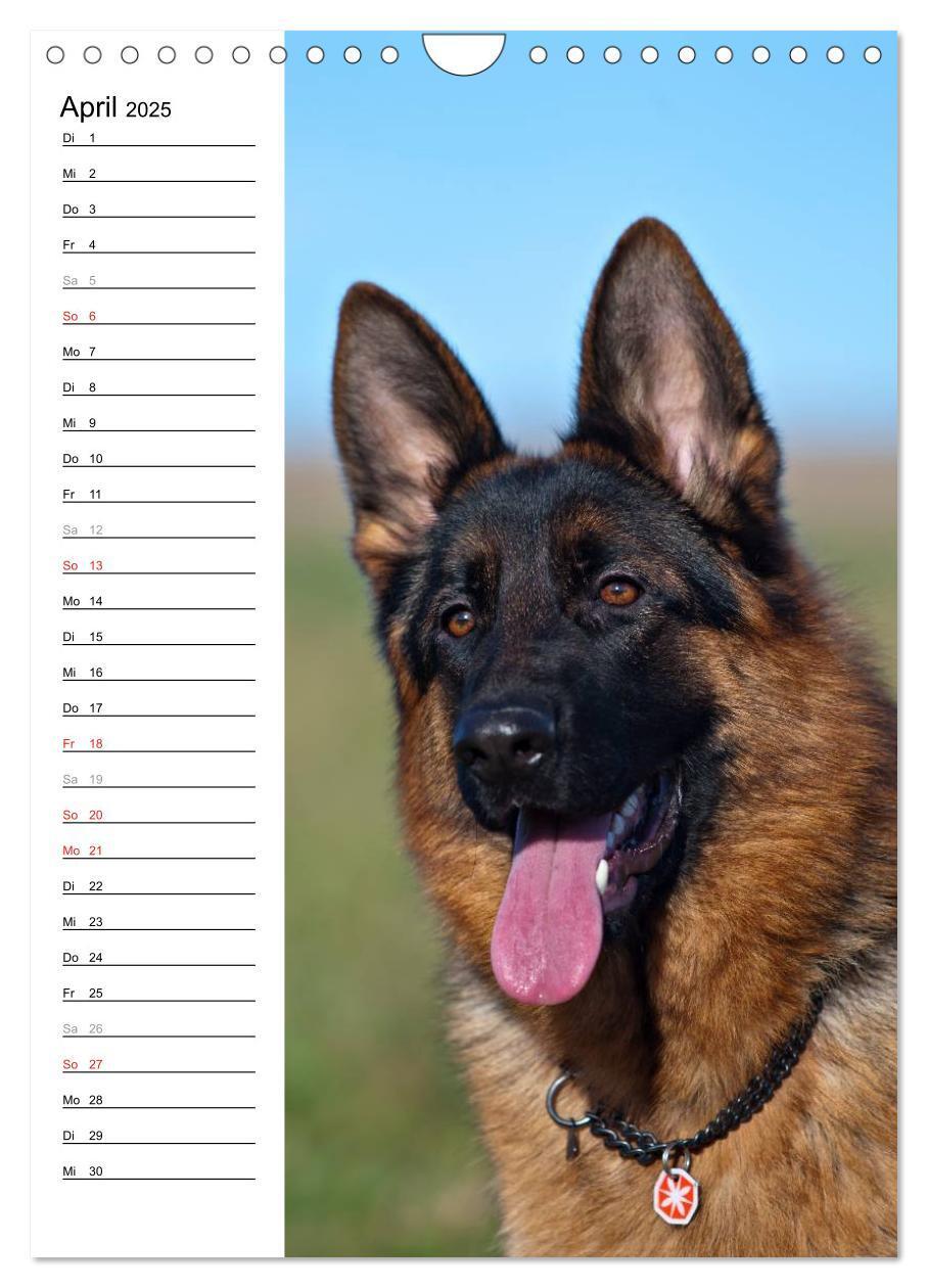 Bild: 9783457008874 | Deutscher Schäferhund - unser bester Freund (Wandkalender 2025 DIN...