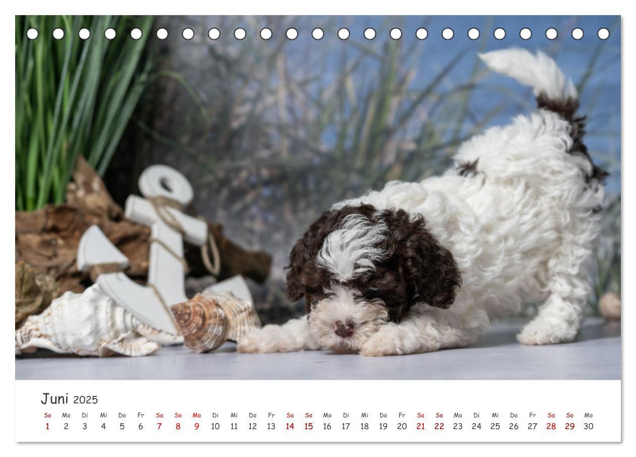 Bild: 9783383999031 | Lagotto Romagnolo - Spiel und Spaß in der Welpenzeit (Tischkalender...