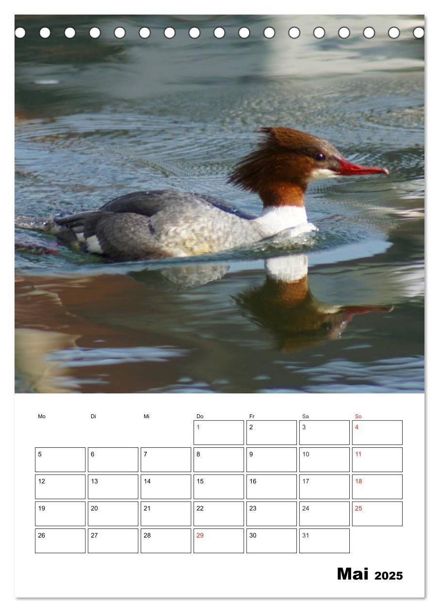 Bild: 9783457000076 | Liebenswerte Enten (Tischkalender 2025 DIN A5 hoch), CALVENDO...