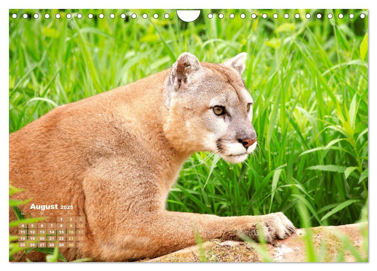 Bild: 9783383778032 | Puma: Auf leisen Pfoten (Wandkalender 2025 DIN A4 quer), CALVENDO...