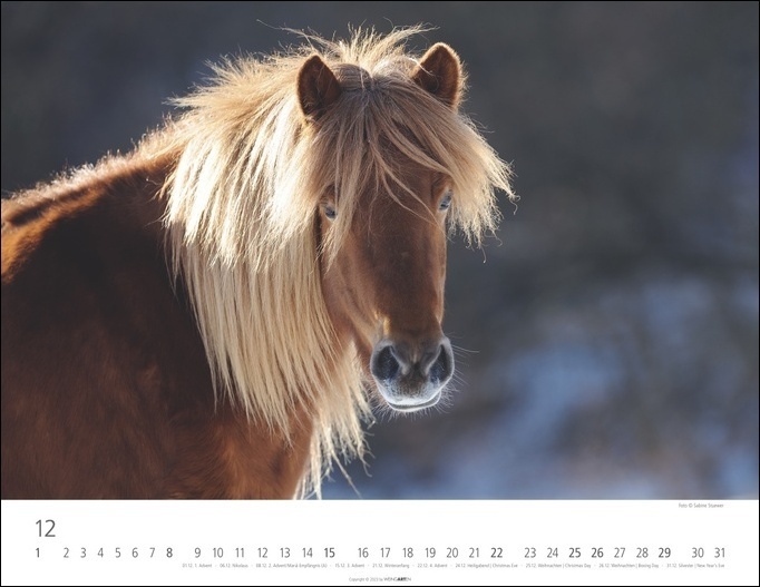 Bild: 9783840085390 | Islandpferde Kalender 2024. Fotokalender mit Porträts der...