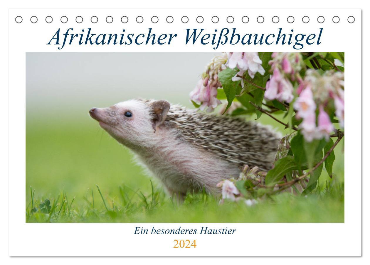 Cover: 9783383181047 | Afrikanische Weißbauchigel (Tischkalender 2024 DIN A5 quer),...