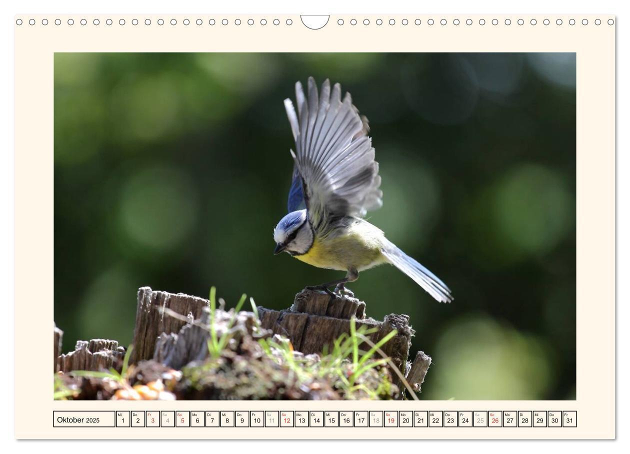 Bild: 9783435642250 | Gefiederte Schönheiten - Die Blaumeise (Wandkalender 2025 DIN A3...