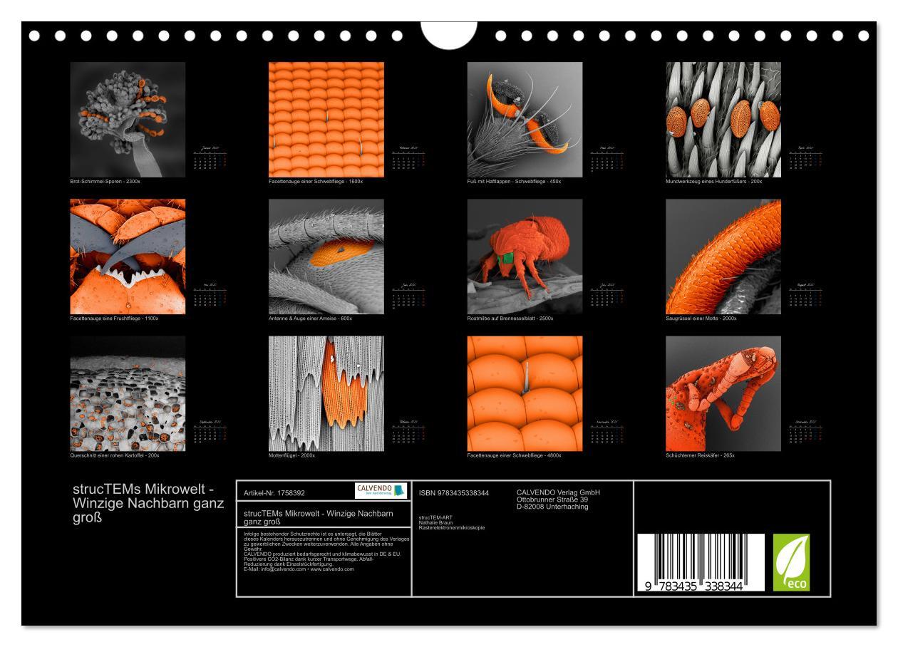 Bild: 9783435338344 | strucTEMs Mikrowelt - Winzige Nachbarn ganz groß (Wandkalender 2025...