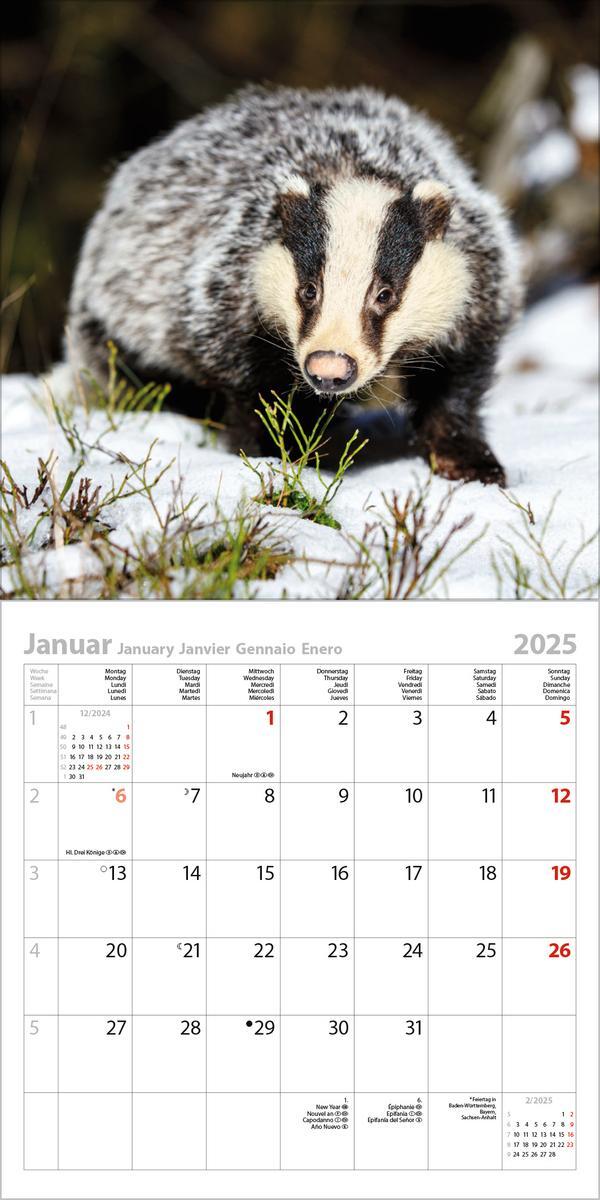 Bild: 9783731880134 | Tiere des Waldes 2025 | Verlag Korsch | Kalender | 13 S. | Deutsch