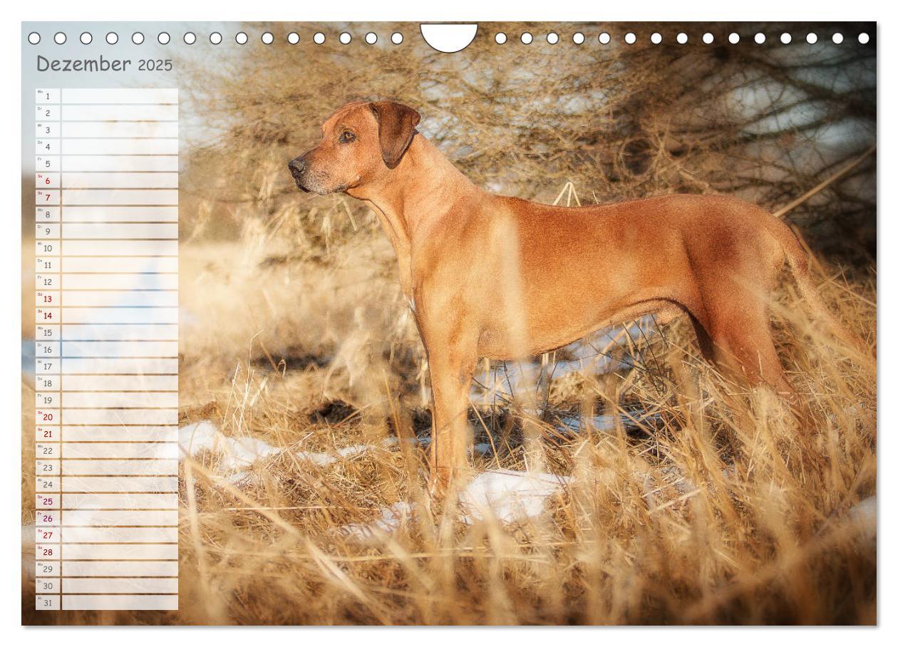 Bild: 9783435358625 | Rhodesian Ridgeback - Herzen auf vier Pfoten (Wandkalender 2025 DIN...