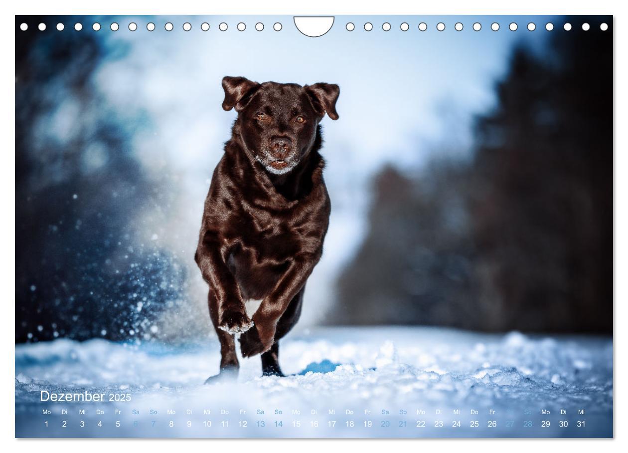 Bild: 9783435018796 | Verzauberung Labrador Retriever 2025 (Wandkalender 2025 DIN A4...