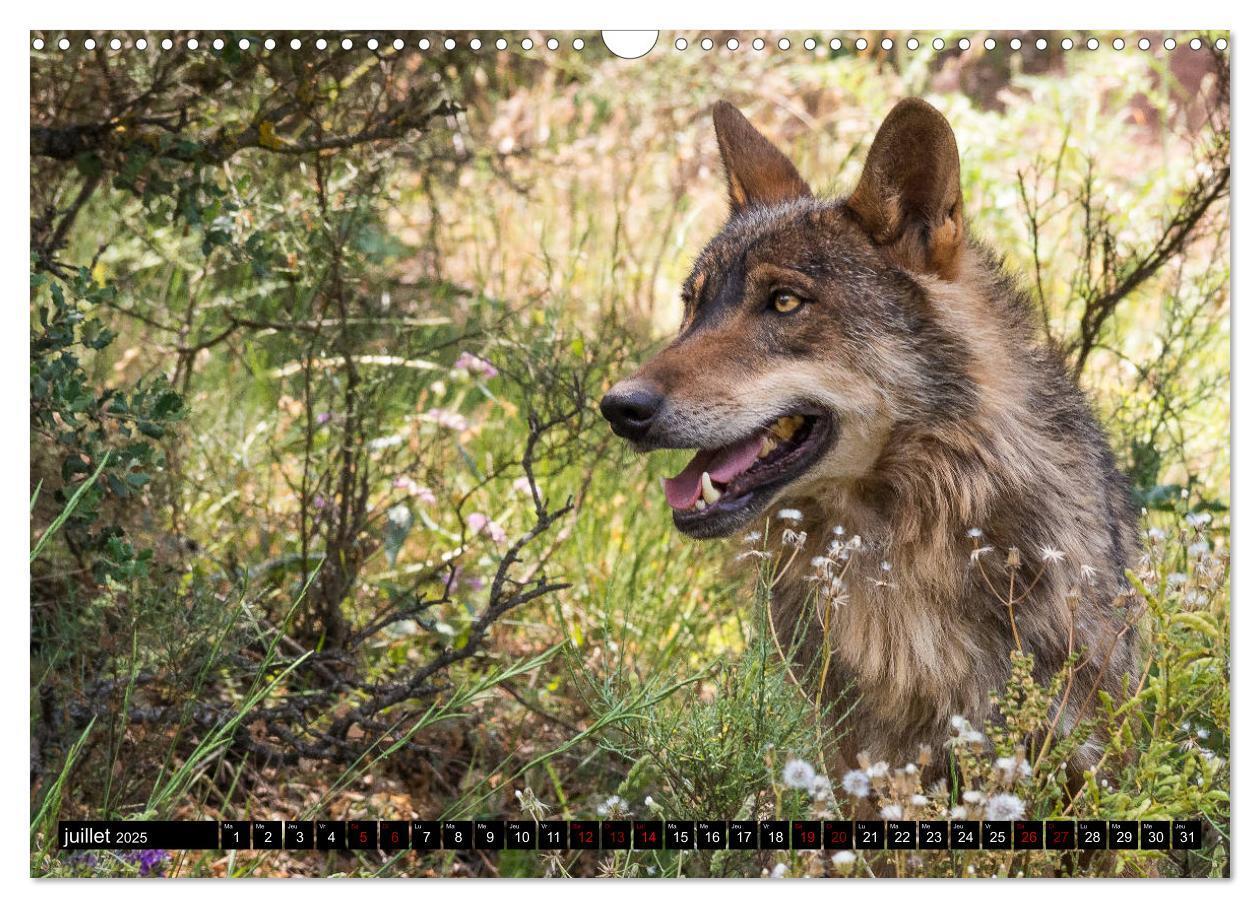 Bild: 9781325945603 | Le loup: l'esprit sauvage (Calendrier mural 2025 DIN A3 vertical),...