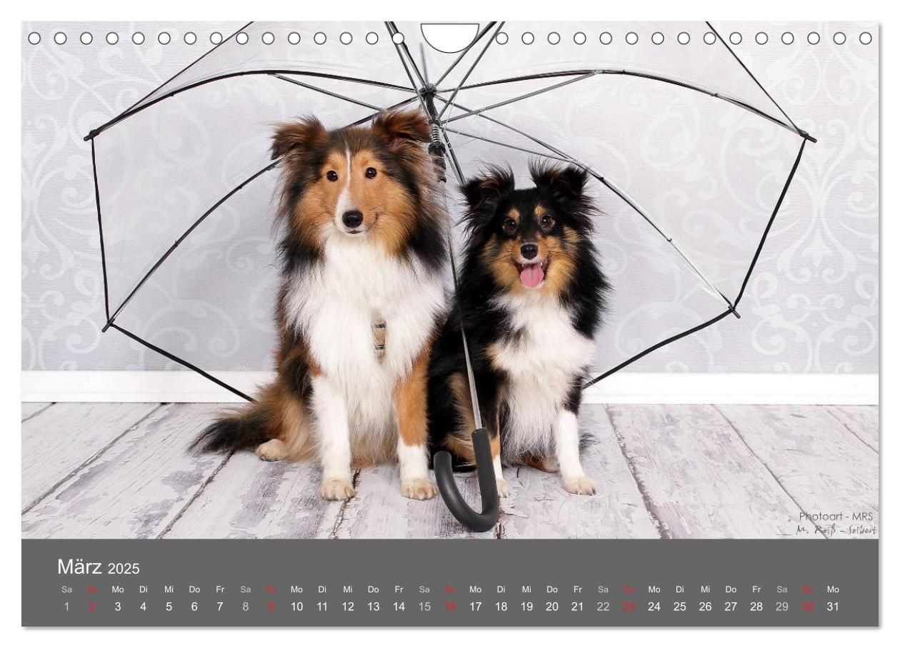 Bild: 9783435732166 | Shelties : Charmeure auf 4 Pfoten (Wandkalender 2025 DIN A4 quer),...