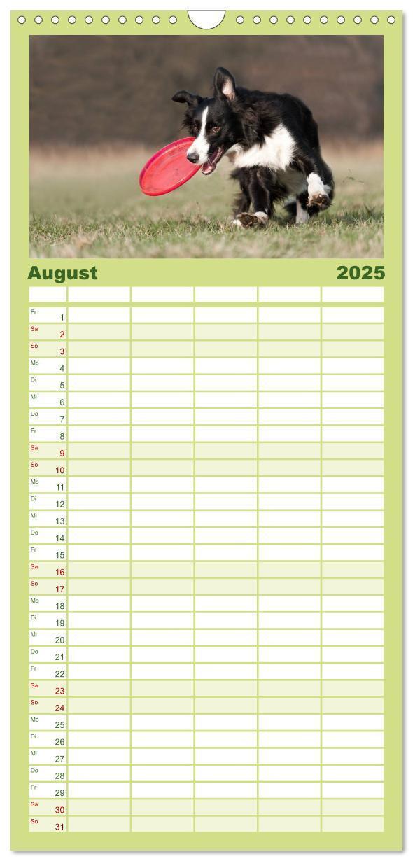 Bild: 9783457110454 | Familienplaner 2025 - Border Collies mit 5 Spalten (Wandkalender,...