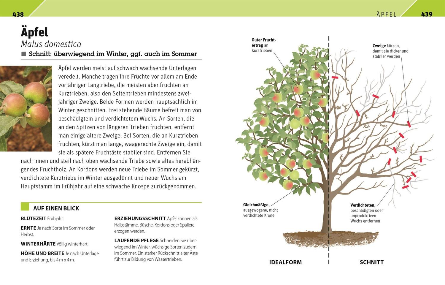 Bild: 9783831042647 | Gartenwissen Pflanzenschnitt | Andrew Mikolajski | Taschenbuch | 2021