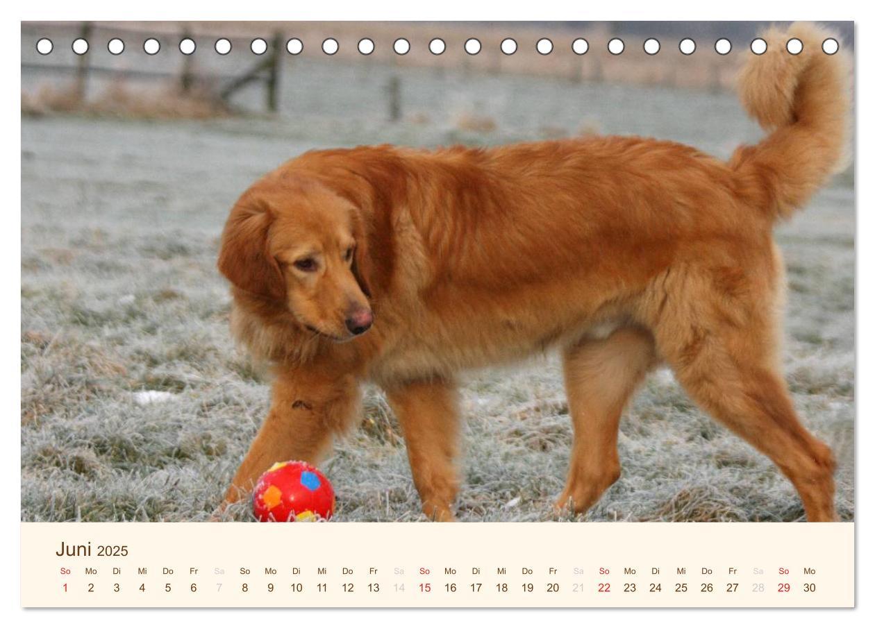 Bild: 9783435790074 | Hovawarte - einmal anders (Tischkalender 2025 DIN A5 quer),...