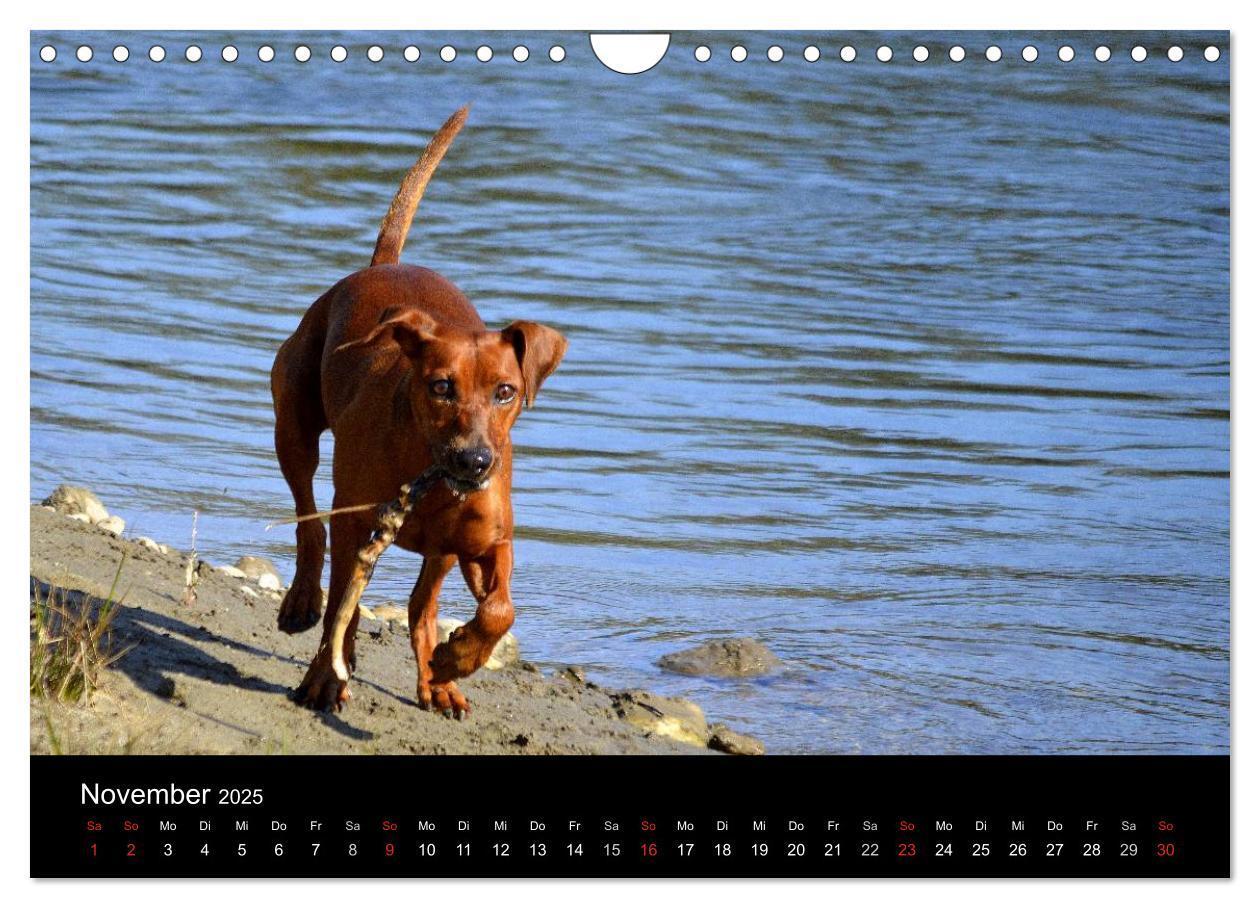 Bild: 9783435643738 | Deutscher Pinscher (Wandkalender 2025 DIN A4 quer), CALVENDO...