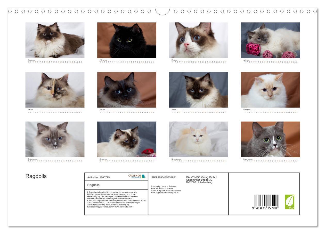 Bild: 9783435753901 | Ragdolls (Wandkalender 2025 DIN A3 quer), CALVENDO Monatskalender