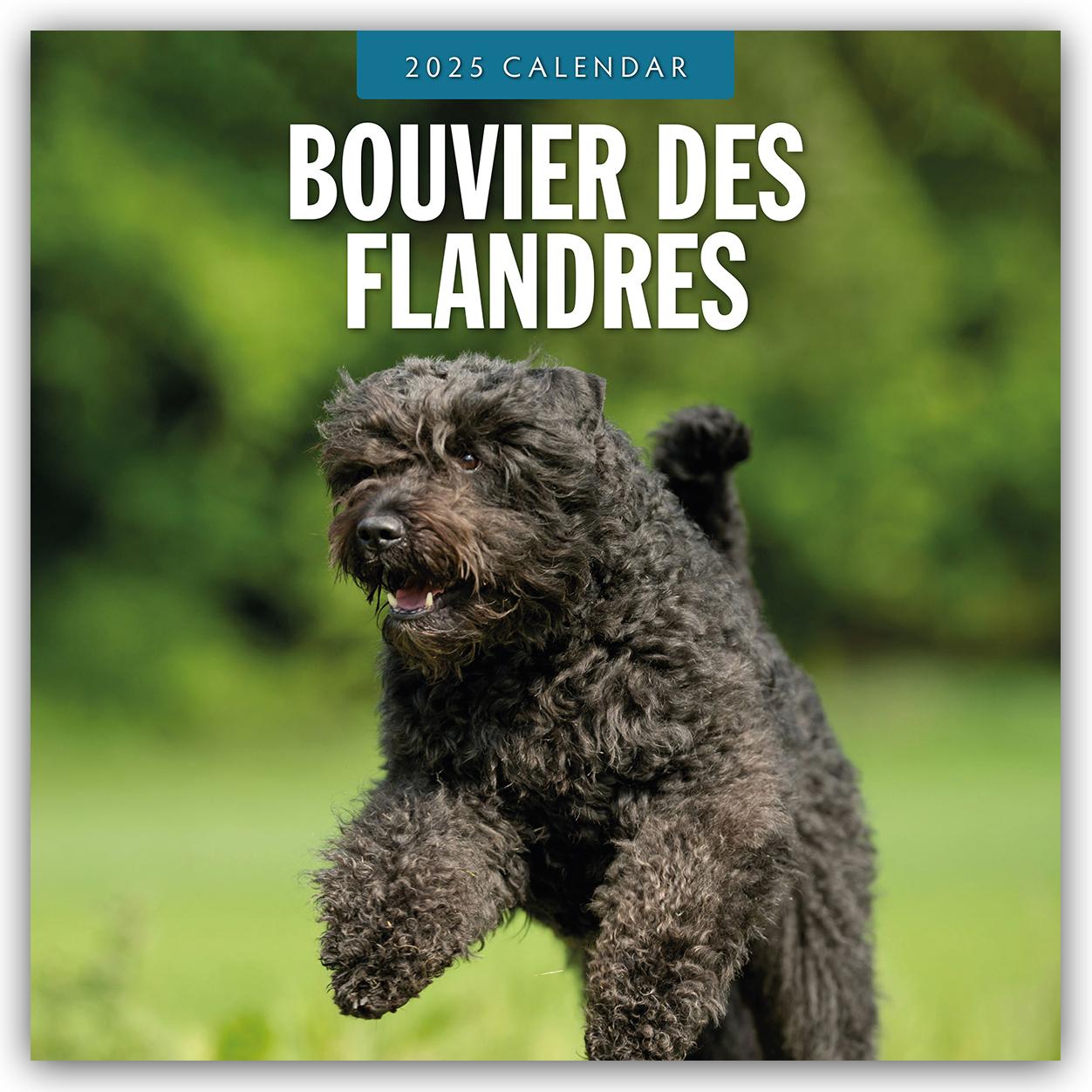 Cover: 9781804424377 | Bouvier des Flandres 2025 - 16-Monatskalender | Robin Red | Kalender