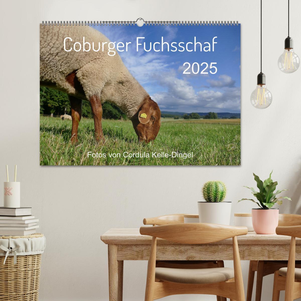 Bild: 9783435172405 | Coburger Fuchsschaf (Wandkalender 2025 DIN A2 quer), CALVENDO...