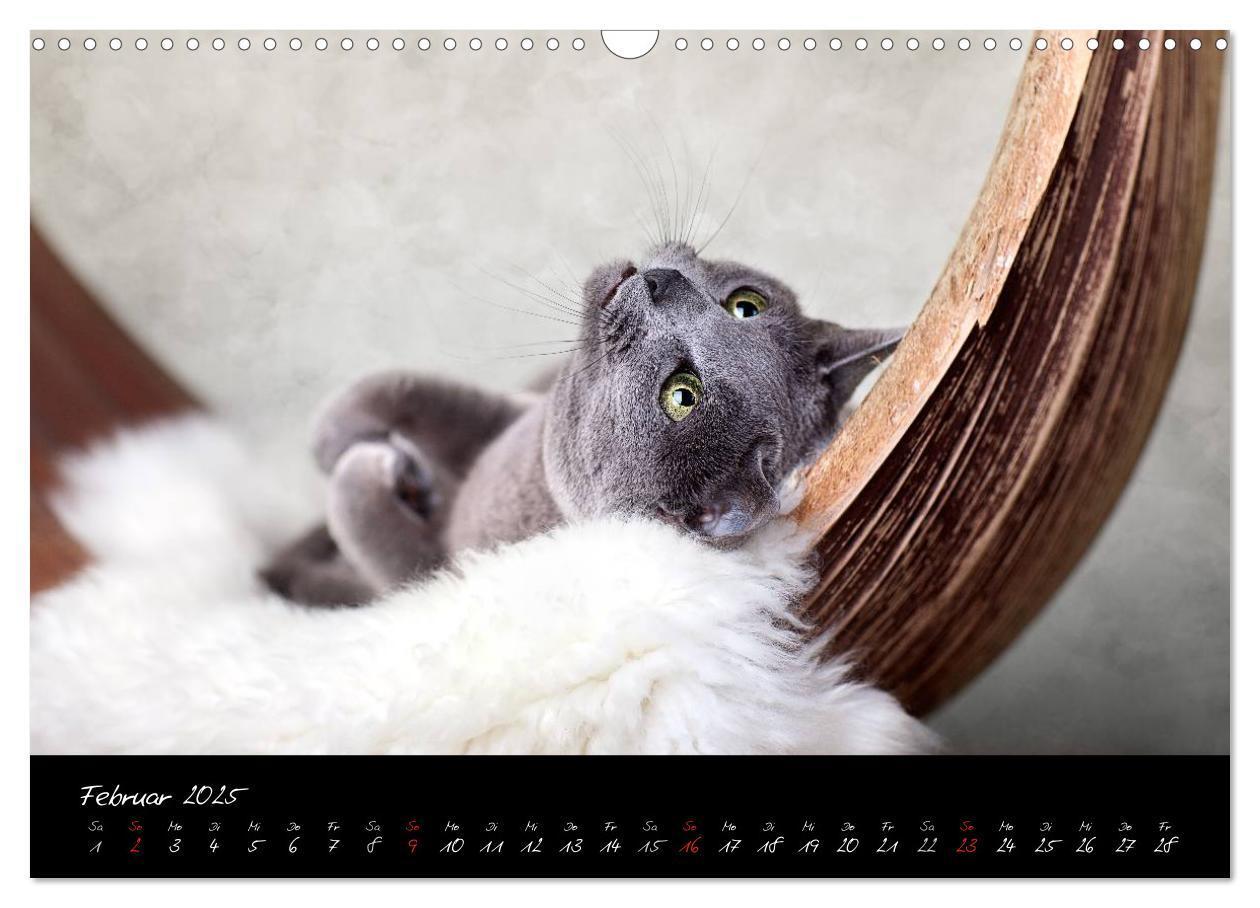 Bild: 9783435837335 | Katzen 2025 (Wandkalender 2025 DIN A3 quer), CALVENDO Monatskalender