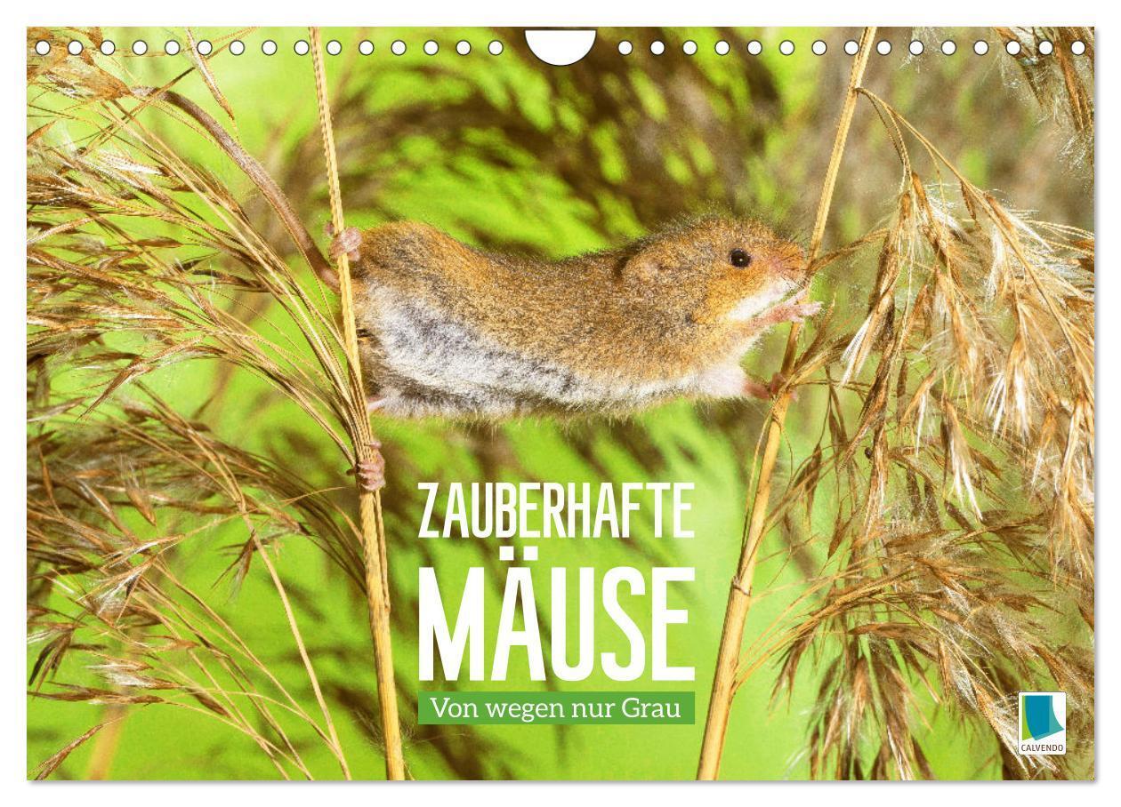 Cover: 9783383684784 | Zauberhafte Mäuse: Von wegen nur Grau (Wandkalender 2024 DIN A4...