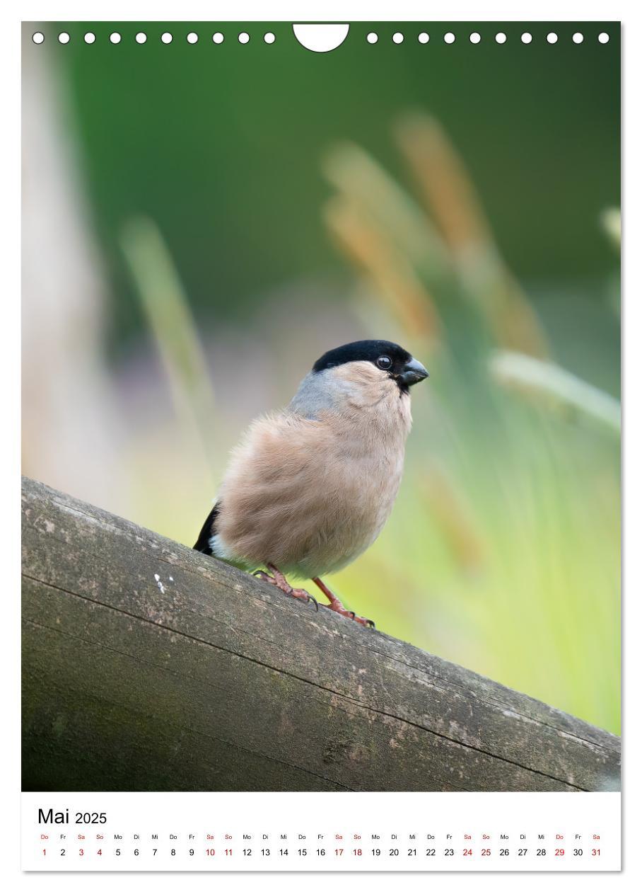 Bild: 9783435891641 | Heimische Vögel in Ihren Gärten (Wandkalender 2025 DIN A4 hoch),...