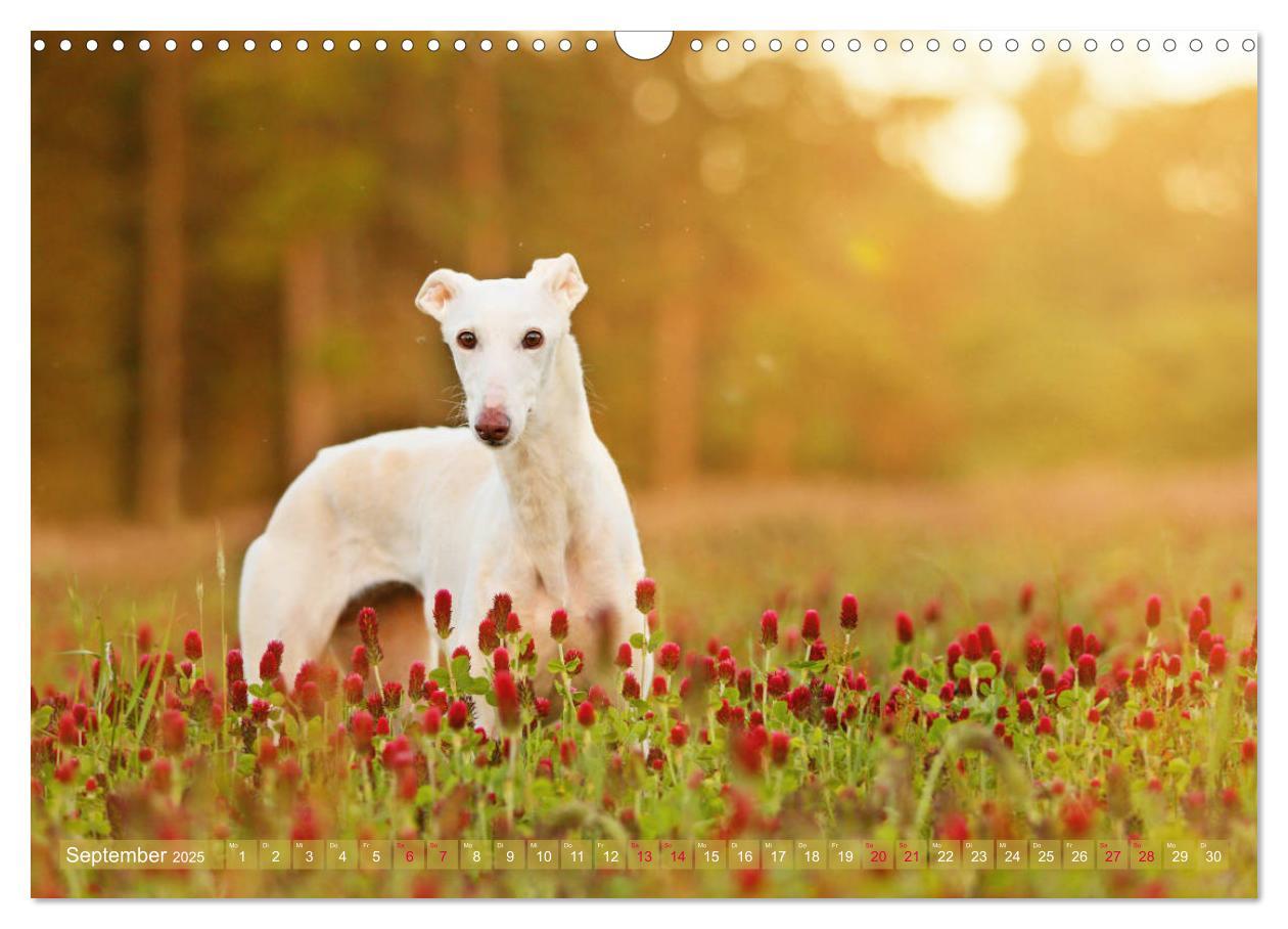 Bild: 9783435440689 | Zauberhafte Windhunde (Wandkalender 2025 DIN A3 quer), CALVENDO...