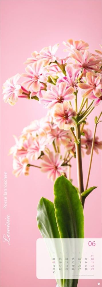 Bild: 9783756404612 | Magic Flowers Vertical Kalender 2025 | Sibylle Pietrek | Kalender