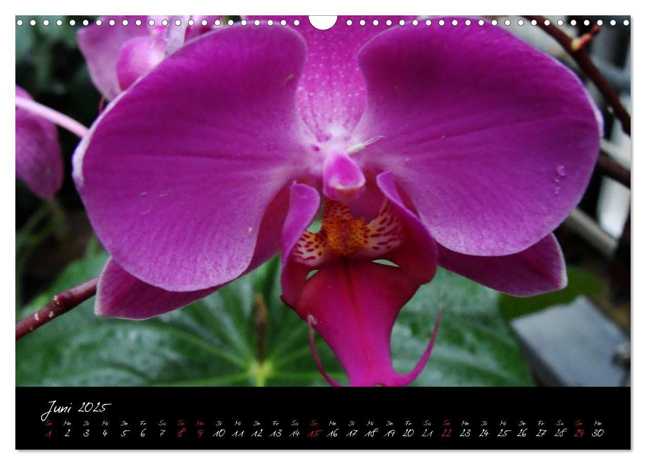 Bild: 9783435822119 | Farbenreiche Orchideen (Wandkalender 2025 DIN A3 quer), CALVENDO...