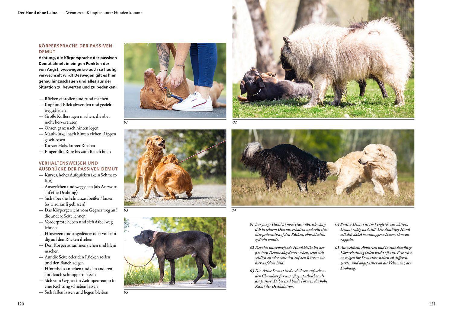 Bild: 9783440175583 | Hunde lesen lernen | Maren Grote | Taschenbuch | 200 S. | Deutsch