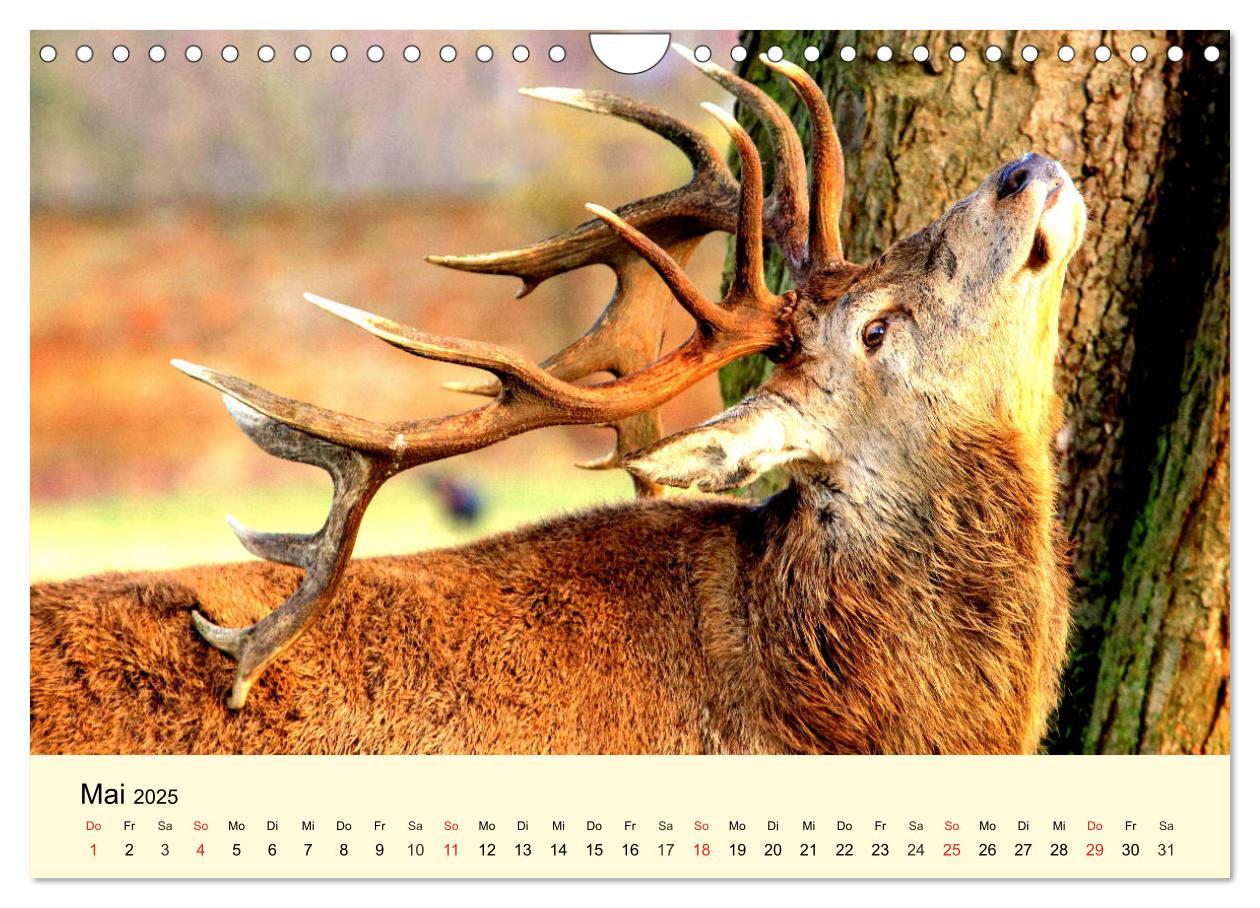 Bild: 9783435176588 | Scheue Wildtiere in heimischen Wäldern und Bergen (Wandkalender...