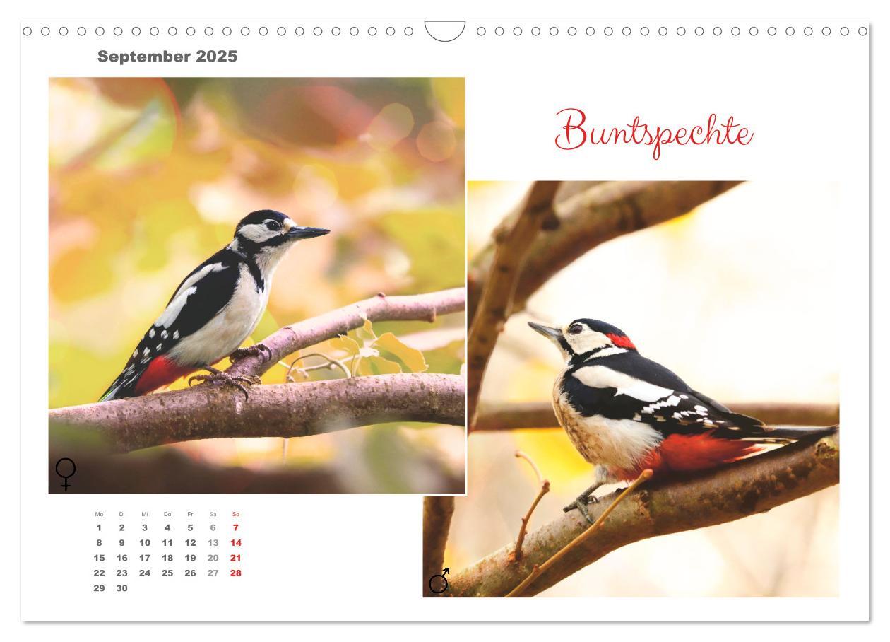 Bild: 9783435059294 | Vogel-Pärchen (Wandkalender 2025 DIN A3 quer), CALVENDO Monatskalender