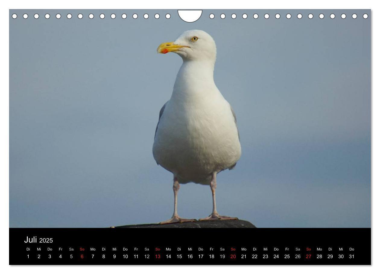 Bild: 9783435765393 | Cuxhaven an der Nordsee (Wandkalender 2025 DIN A4 quer), CALVENDO...