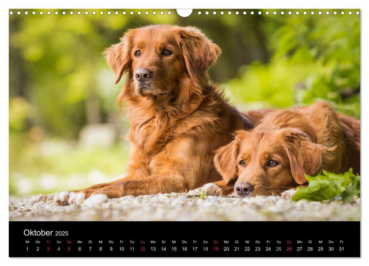 Bild: 9783435629213 | Toller - Nova Scotia Duck Tolling Retriever (Wandkalender 2025 DIN...