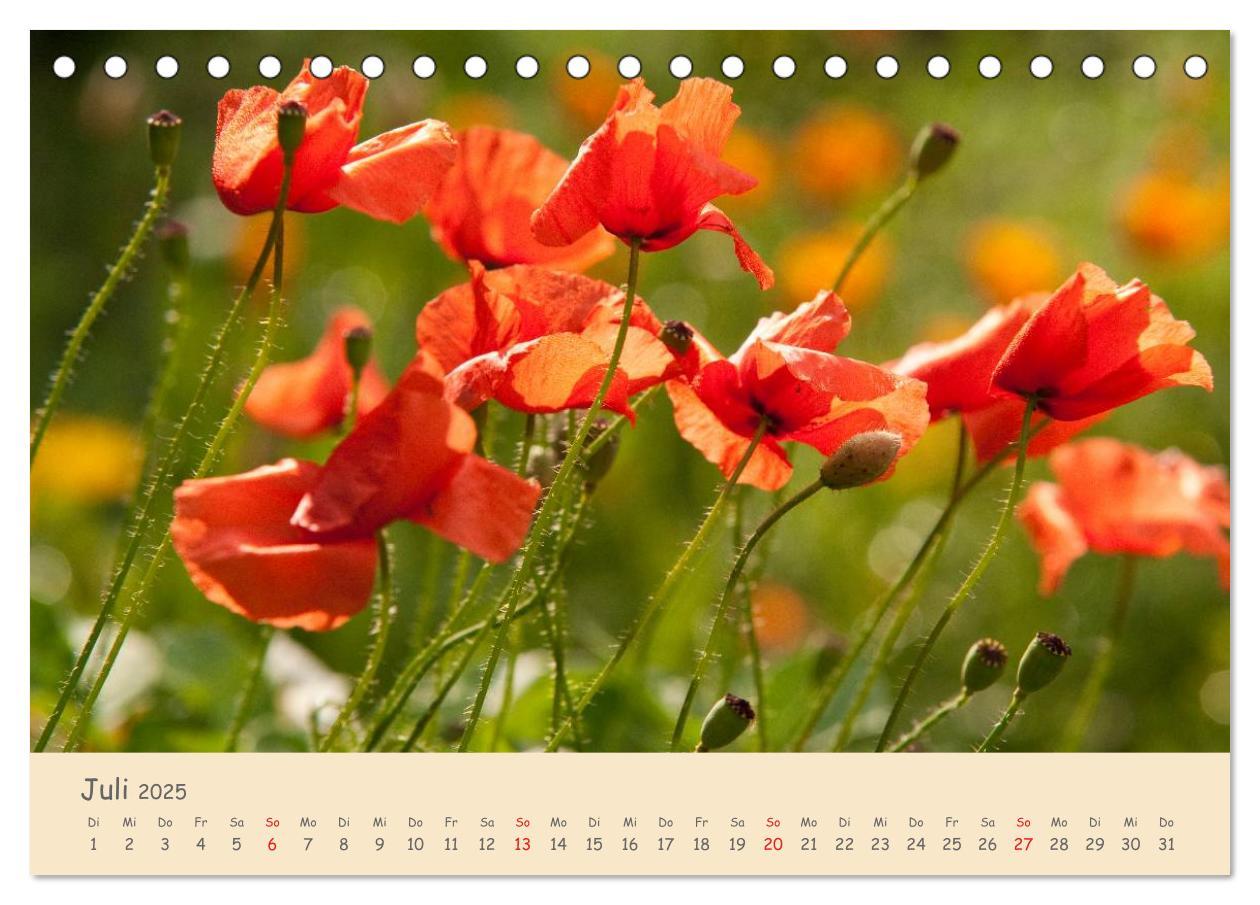 Bild: 9783435493500 | Mohnblumen - rote Schönheiten (Tischkalender 2025 DIN A5 quer),...