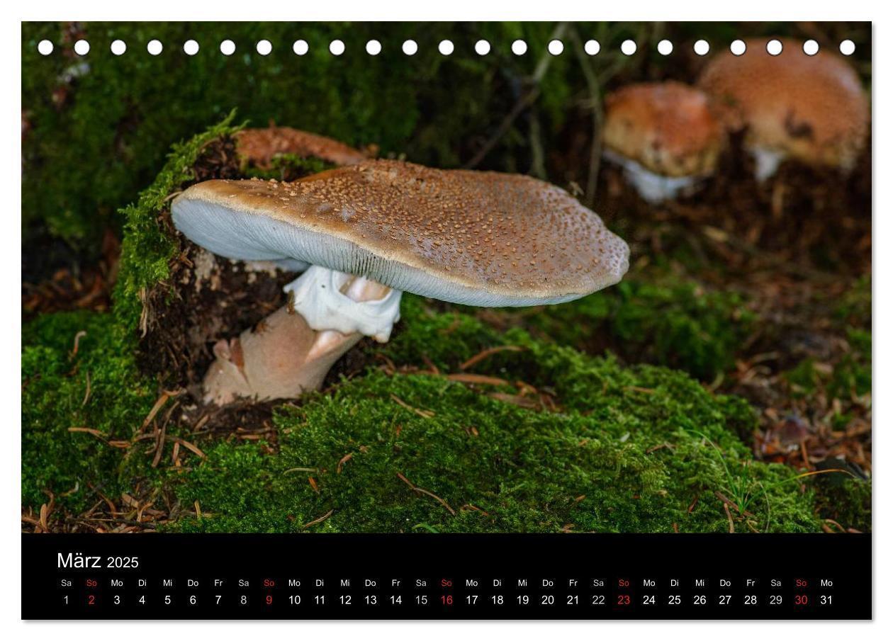 Bild: 9783435641314 | Pilze in Wald und Flur (Tischkalender 2025 DIN A5 quer), CALVENDO...