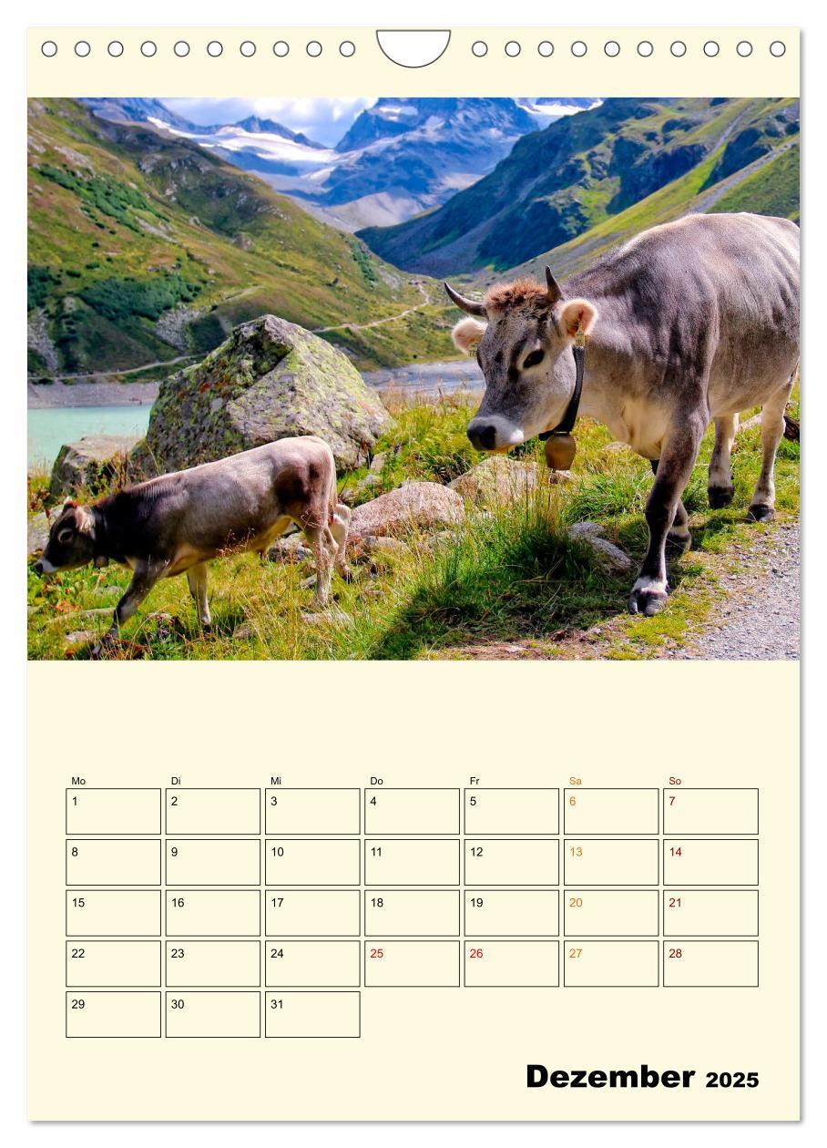 Bild: 9783435904358 | Glückliche Bergkühe (Wandkalender 2025 DIN A4 hoch), CALVENDO...