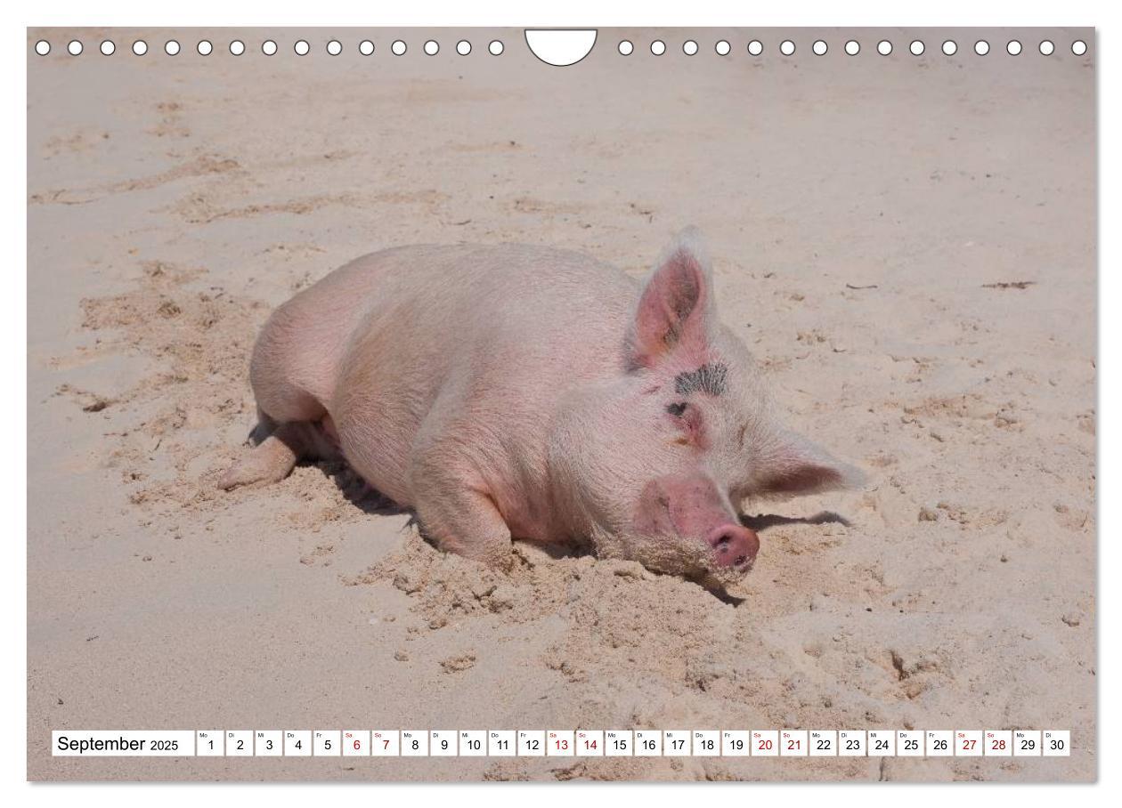 Bild: 9783435421459 | Schweine im Dauerurlaub auf den Bahamas! (Wandkalender 2025 DIN A4...