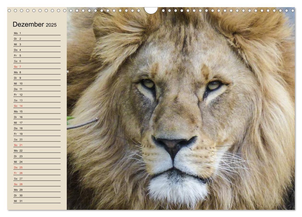 Bild: 9783435737734 | Löwen. Majestätische Kraft (Wandkalender 2025 DIN A3 quer),...