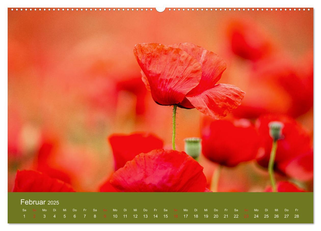 Bild: 9783435121885 | Mohnblumen Romantik (Wandkalender 2025 DIN A2 quer), CALVENDO...